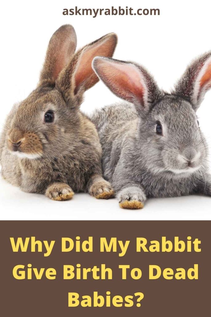 Why Did My Rabbit Give Birth To Dead Babies?