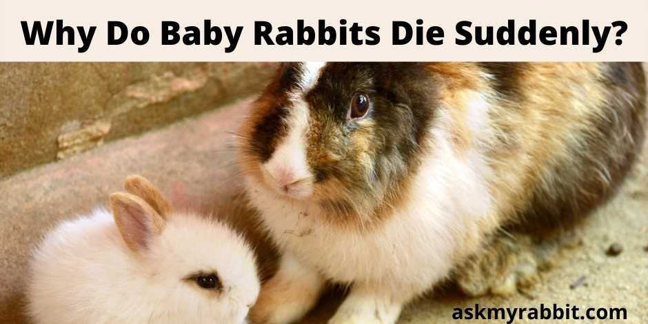 Why Do Baby Rabbits Die Suddenly?