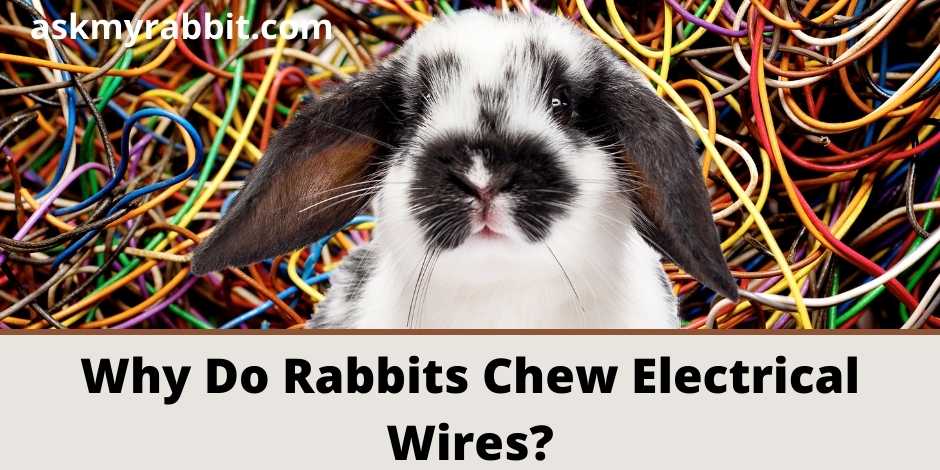 Why Do Rabbits Chew Electrical Wires?