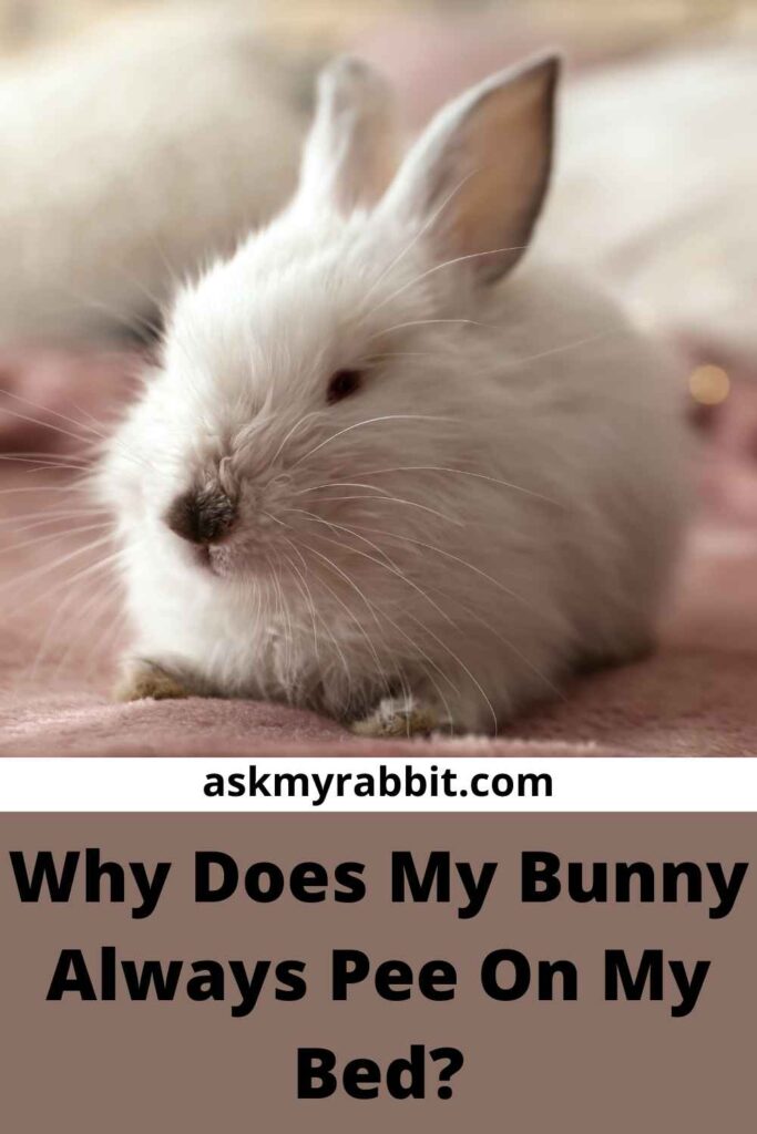 Why Does My Bunny Always Pee On My Bed?