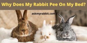 Why Does My Rabbit Pee On My Bed?