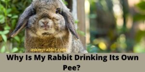 Why Is My Rabbit Drinking Its Own Pee? Is It Harmful To Drink Own Pee For Rabbit?