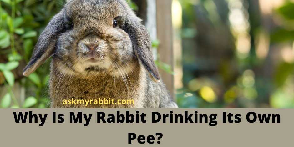 Why Is My Rabbit Drinking Its Own Pee?  