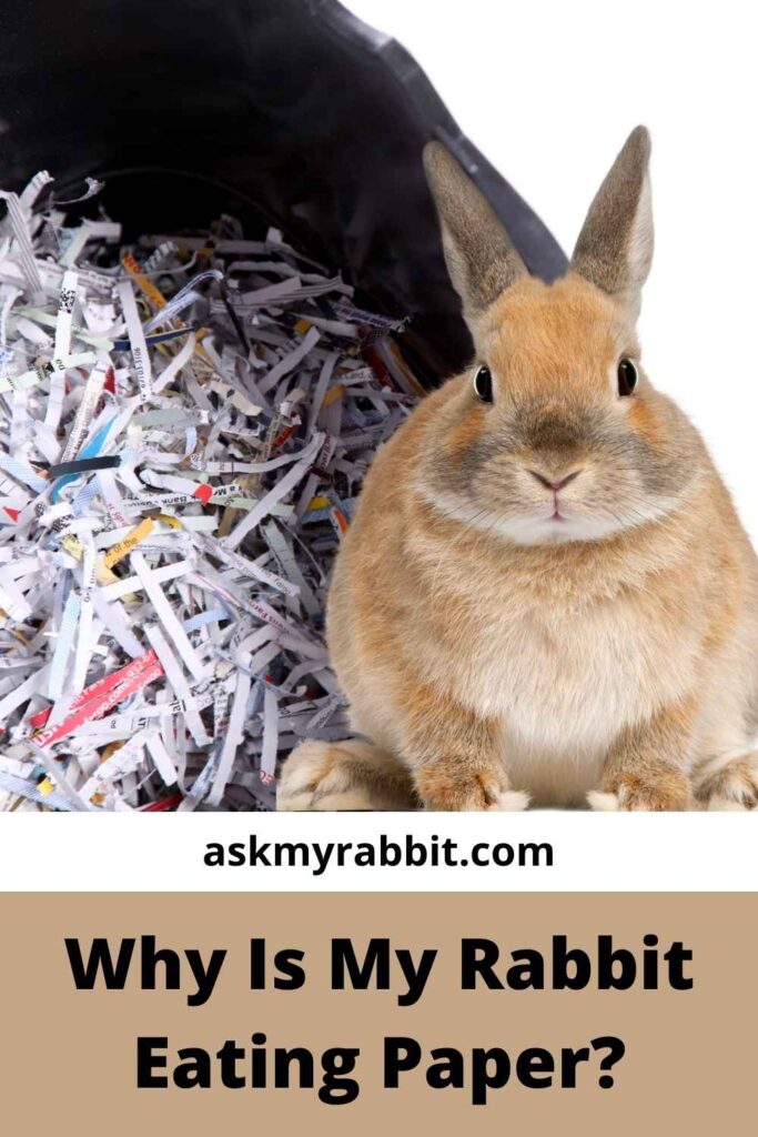 Why Is My Rabbit Eating Paper?