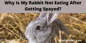 Why Is My Rabbit Not Eating After Getting Spayed?