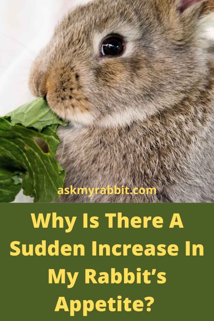 Why Is There A Sudden Increase In My Rabbit’s Appetite?