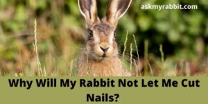 Why Will My Rabbit Not Let Me Cut Nails?