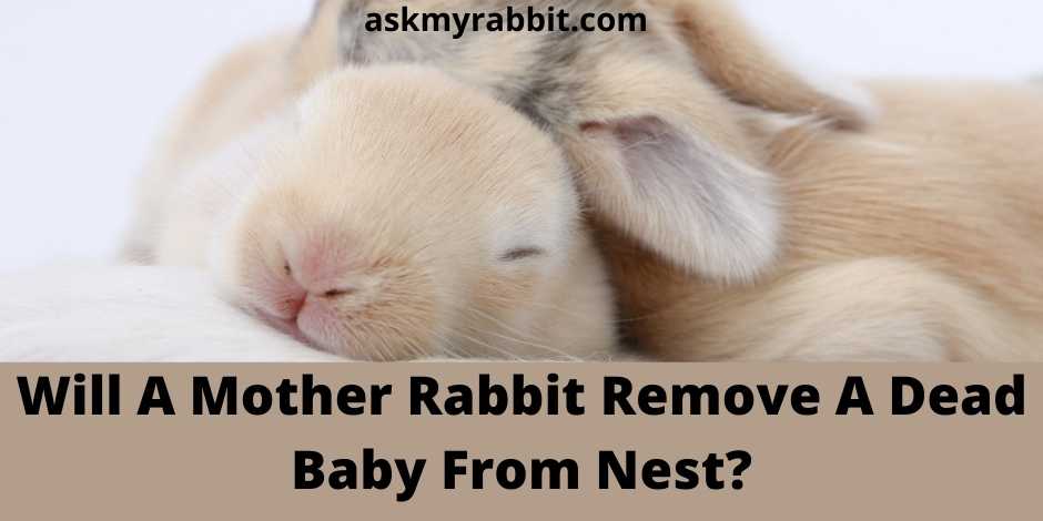 Will A Mother Rabbit Remove A Dead Baby From Nest?
