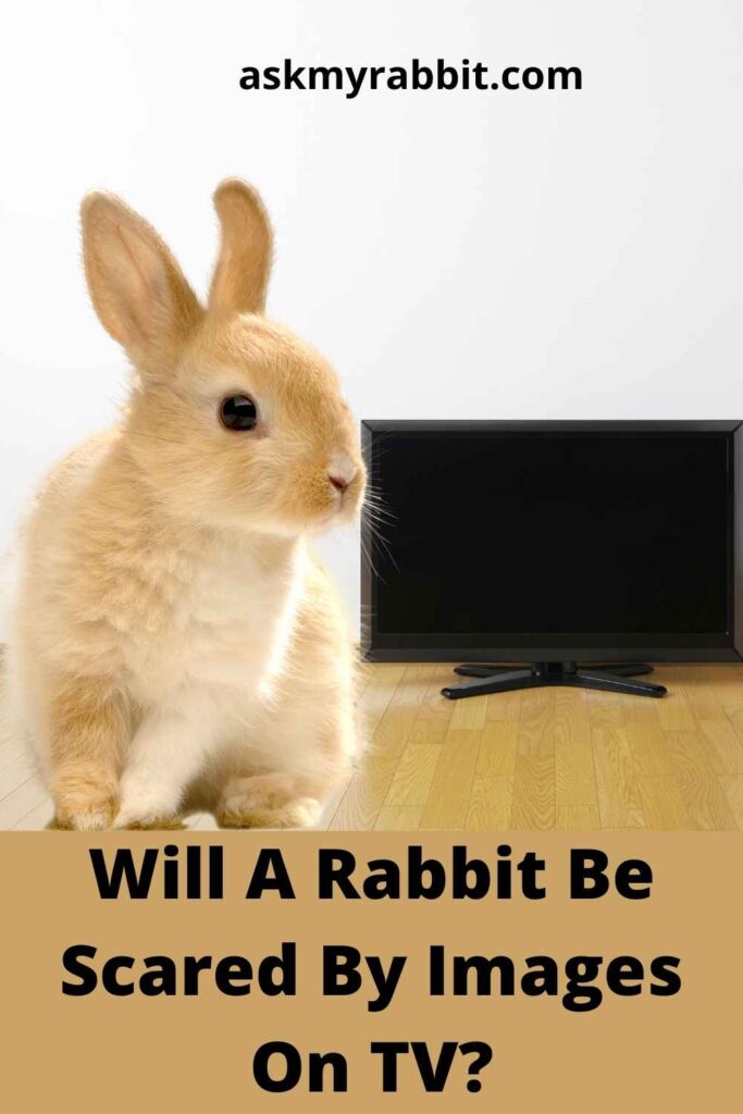 Will A Rabbit Be Scared By Images On TV?