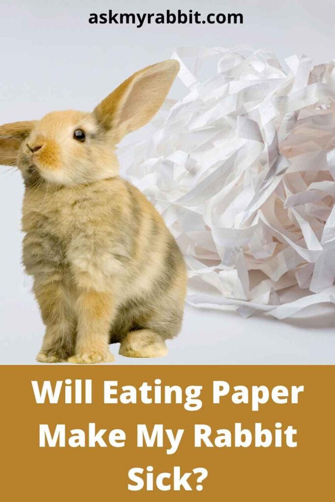 Will Eating Paper Make My Rabbit Sick?