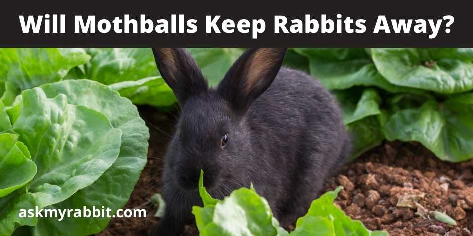 Will Mothballs Keep Rabbits Away?