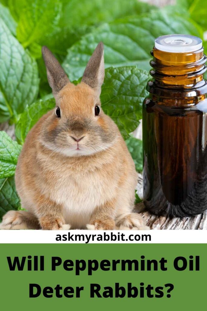 Will Peppermint Oil Deter Rabbits? 