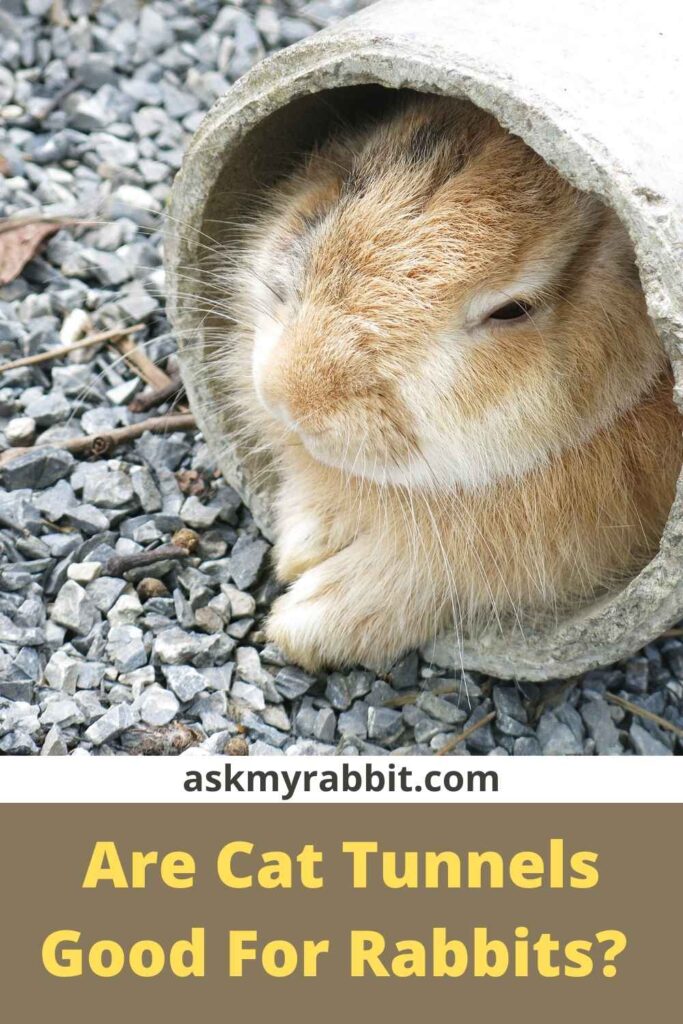 Are Cat Tunnels Good For Rabbits? 