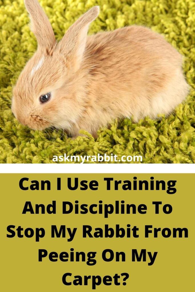 Can I Use Training And Discipline To Stop My Bunny From Peeing On My Carpet?
