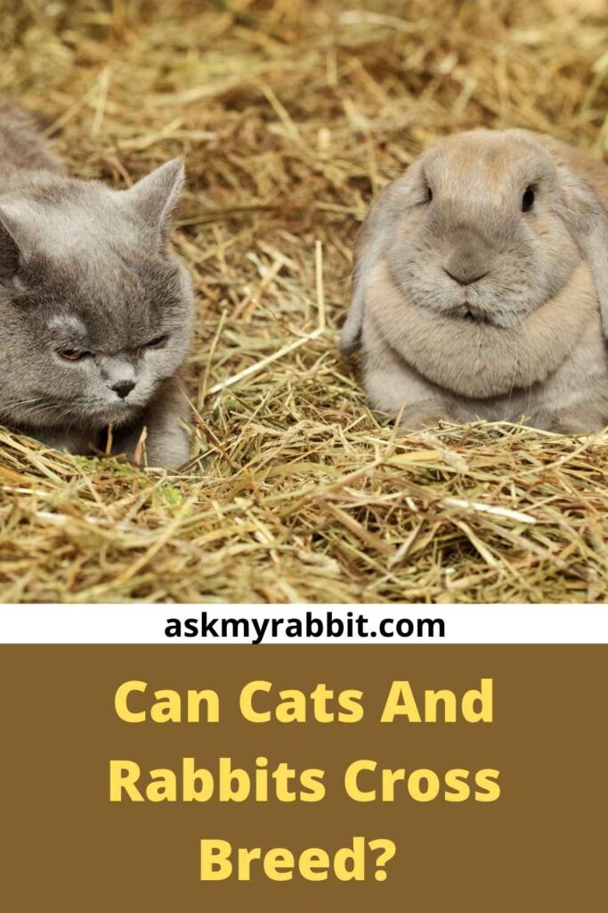 Can Cats And Rabbits Cross Breed? 
