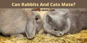 Can Rabbits And Cats Mate? What Is A Half-Cat, Half-Rabbit?