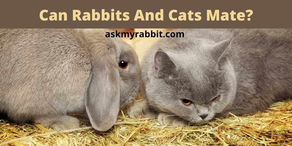 Can Rabbits And Cats Mate? 