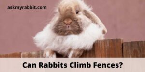 Can Rabbits Climb Fences? What Kind Of Fence Keeps Rabbits Out?