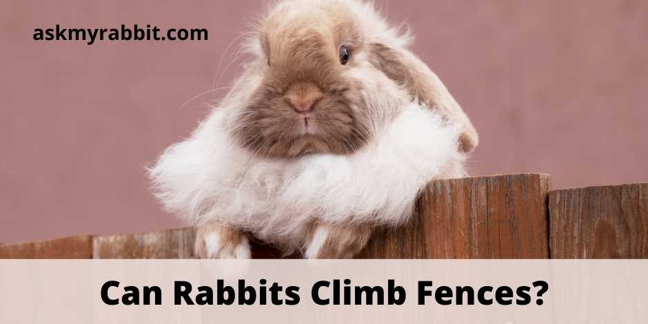 Can Rabbits Climb Fences?