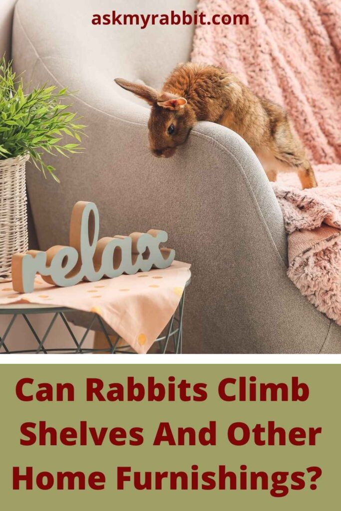 Can Rabbits Climb Shelves And Other Home Furnishings?