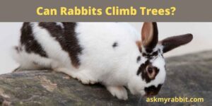 Can Rabbits Climb Trees? How High Will A Rabbit Climb?