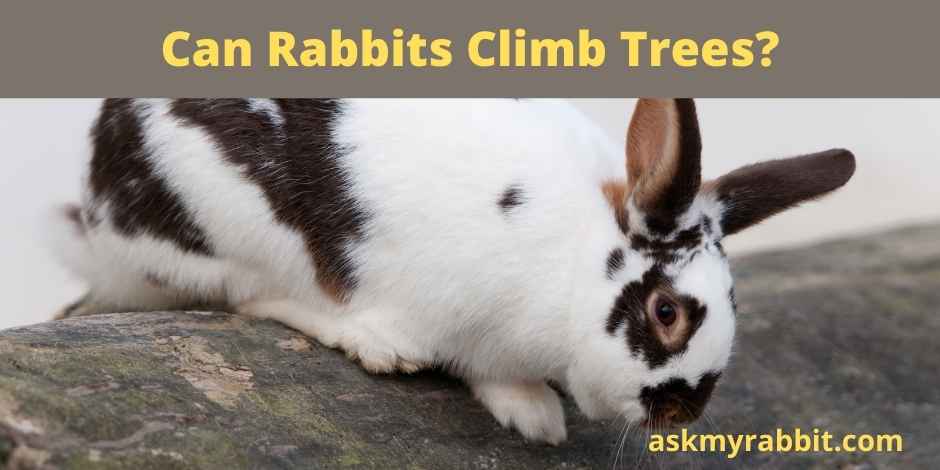 Can Rabbits Climb Trees? 