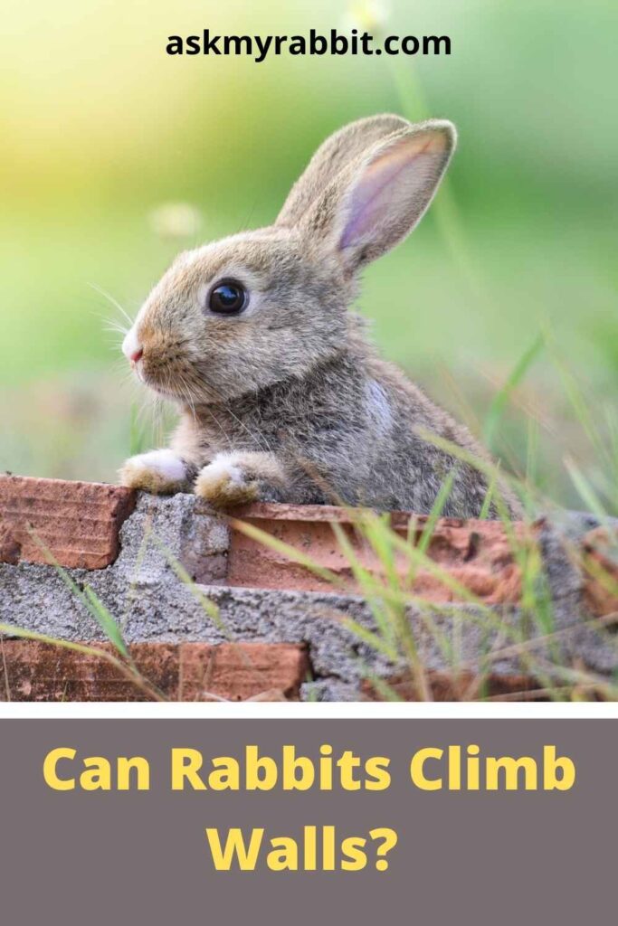 Can Rabbits Climb Walls?