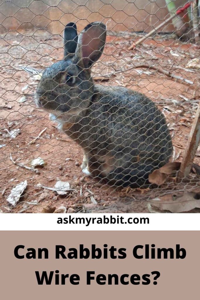 Can Rabbits Climb Wire Fences?