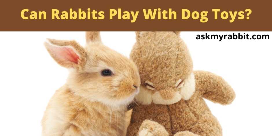 Can Rabbits Play With Dog Toys?