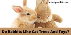 Do Rabbits Like Cat Trees And Toys?