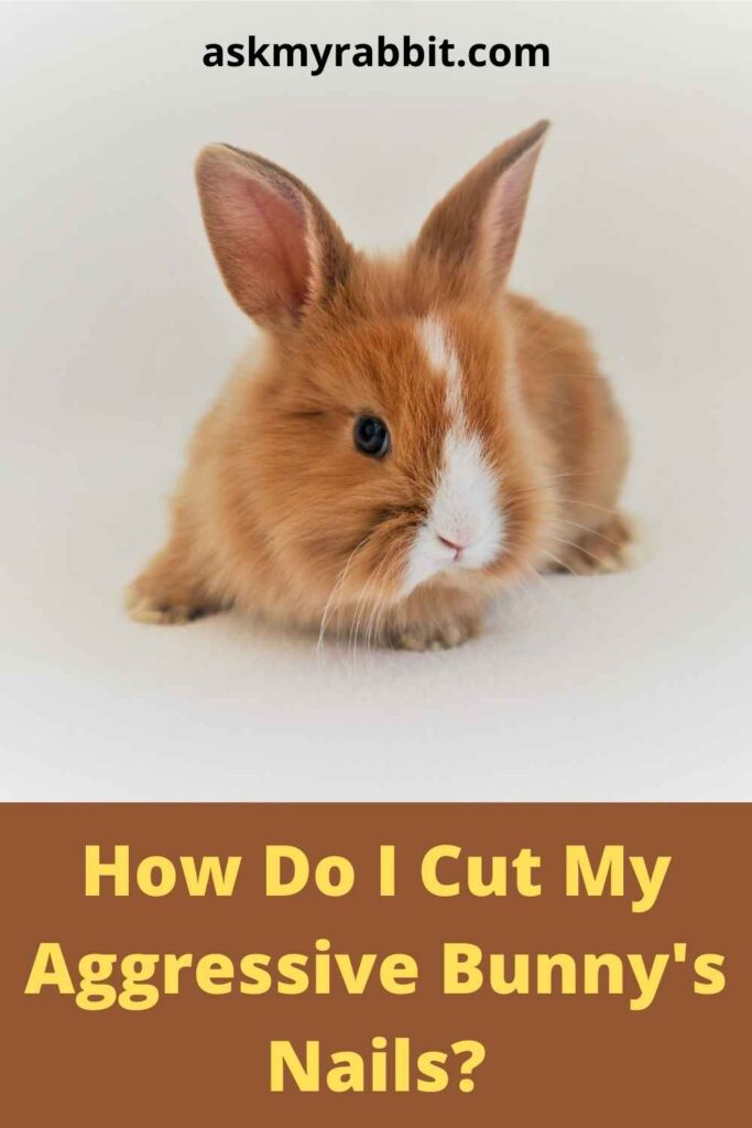  How Do I Cut My Aggressive Bunny's Nails? 