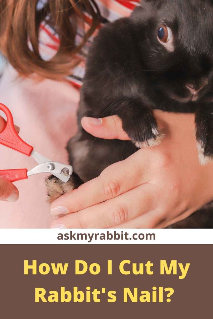 How Do I Cut My Rabbit's Nail? 