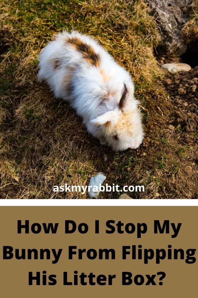 How Do I Stop My Bunny From Flipping His Litter Box?