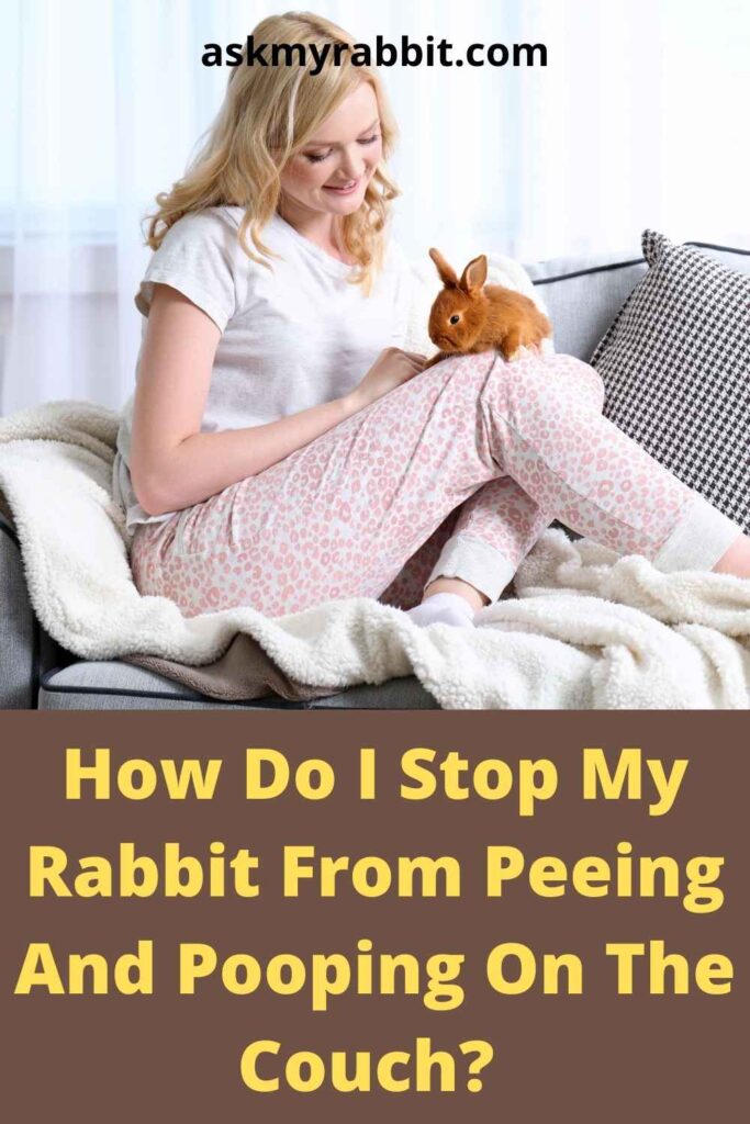 How Do I Stop My Rabbit From Peeing And Pooping On The Couch? 
