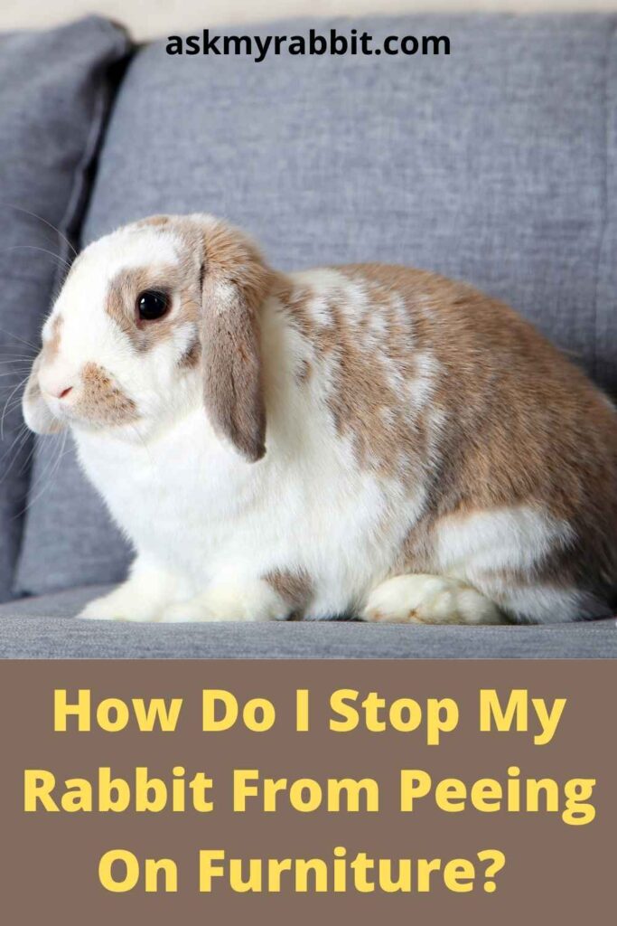 How Do I Stop My Rabbit From Peeing On Furniture? 
