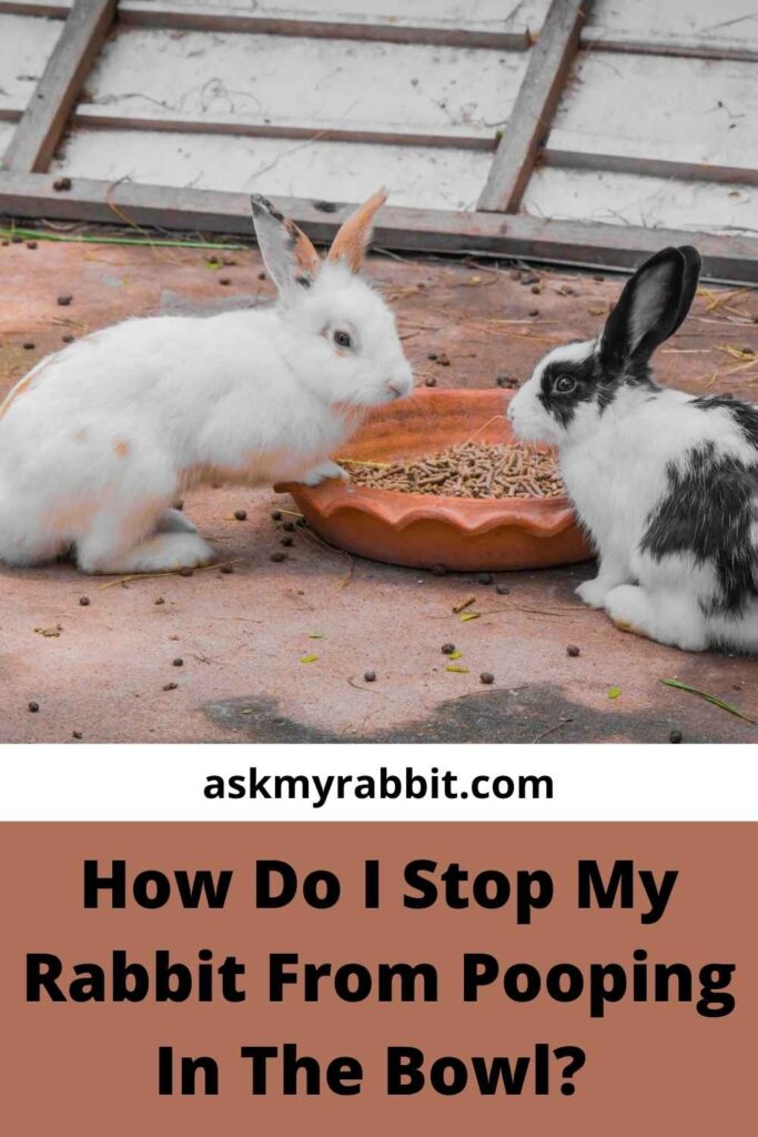 How Do I Stop My Rabbit From Pooping In Food Bowl? 