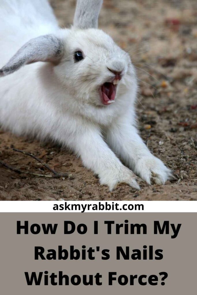 How Do I Trim My Rabbit's Nails Without Force? 