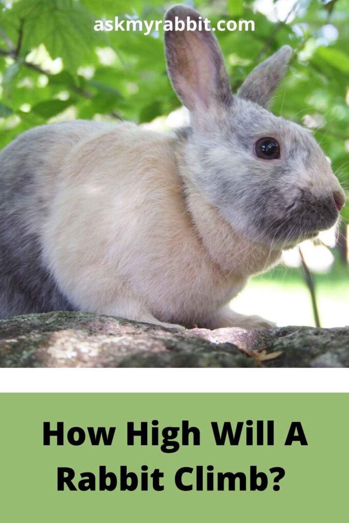 How High Will A Rabbit Climb? 