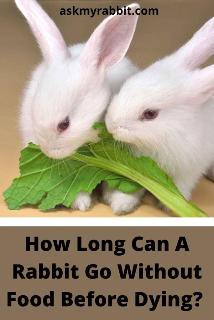 How Long Can A Rabbit Go Without Food Before Dying? 