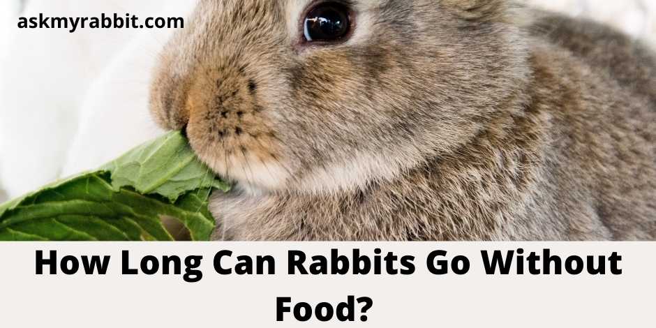 How Long Can Rabbits Go Without Food?