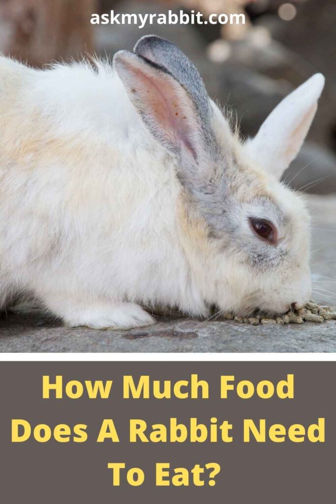 How Much Food Does A Rabbit Need To Eat?