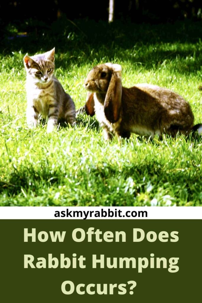 How Often Does Rabbit Humping Occur? 