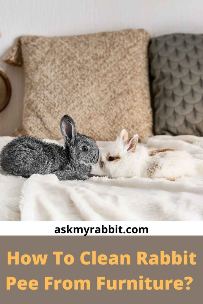 How To Clean Rabbit Pee From Furniture? 