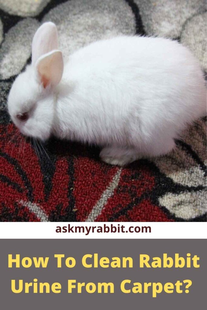 How To Clean Rabbit Urine From Carpet? 