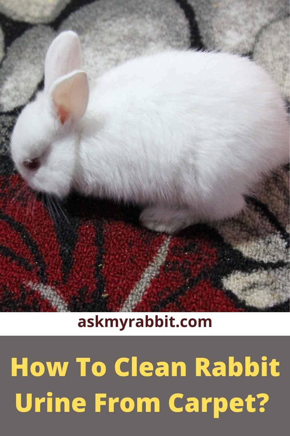 Why Is My Rabbit Peeing On Carpet?