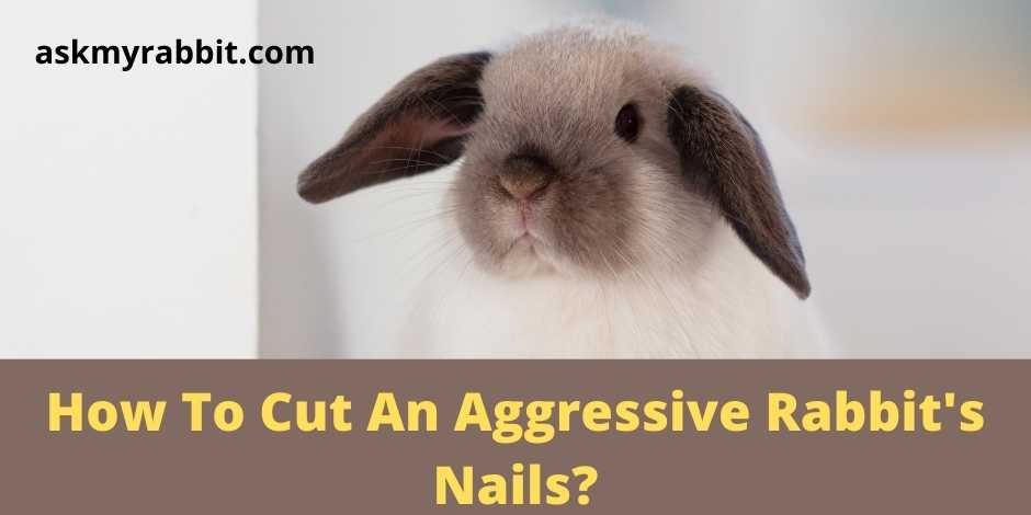 How To Cut An Aggressive Rabbit's Nails? 