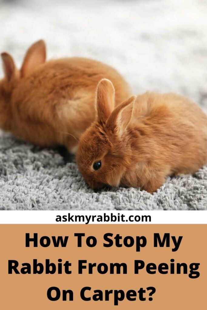How To Stop My Rabbit From Peeing On Carpet?