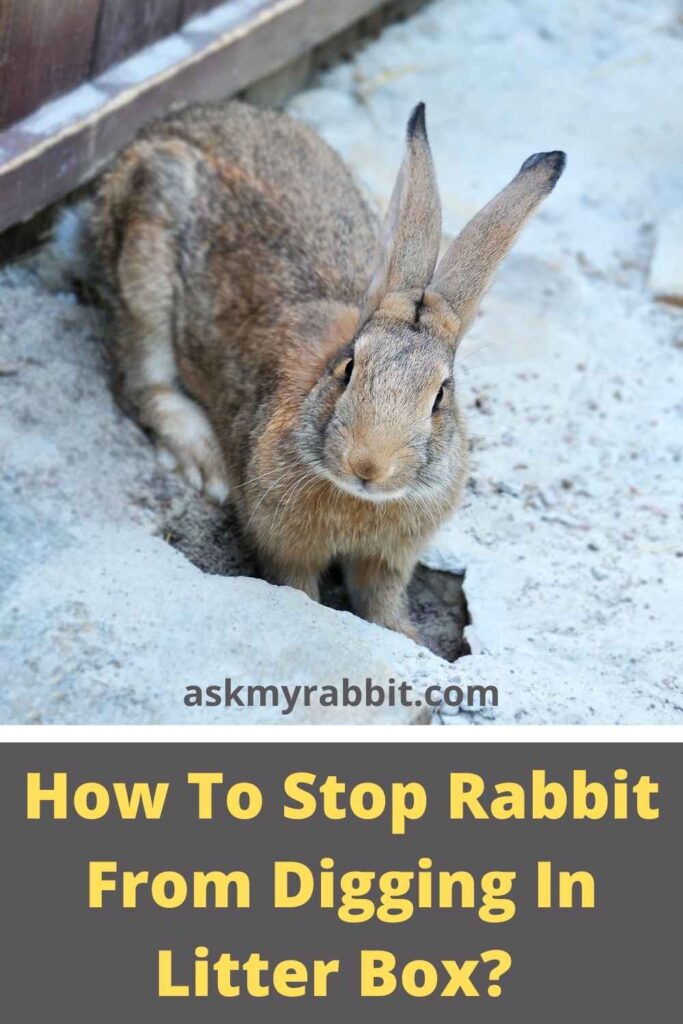 How To Stop Rabbit From Digging In Litter Box? 