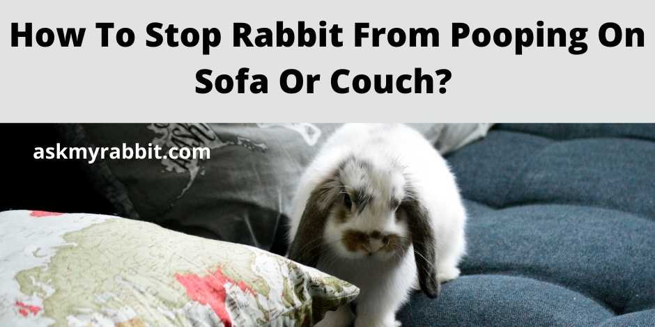 How To Stop Rabbit From Pooping On Sofa/Couch? 