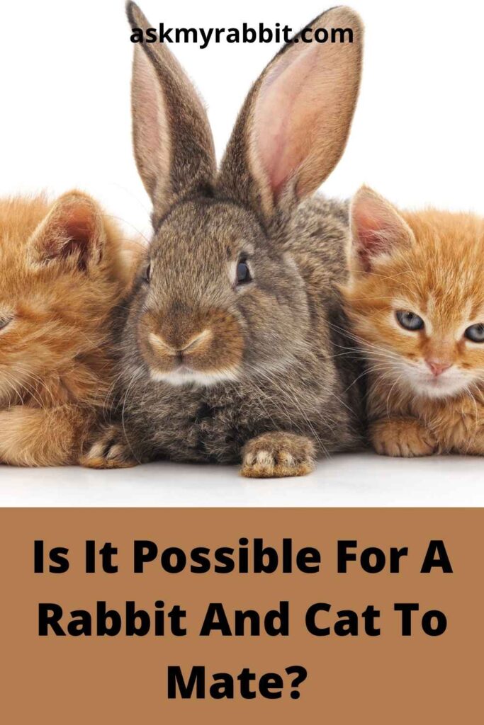 Is It Possible For A Rabbit And Cat To Mate? 